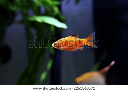 Rosy Barb (Red Barb) - Puntius conchonius