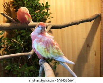 bourke's parrot