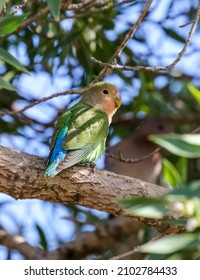 Rosy Faced Lovebird In Namibia