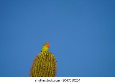 Rosy Faced Lovebird On A Saguaro