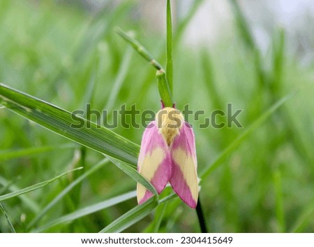 The rosy maple moth is a small insect common in North America.