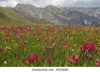 Rosy Paintbrush In San Juan Mountains, Colorado