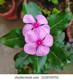  The Rosy Periwinkle Flower In Home Garden 