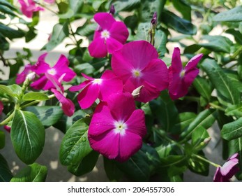 Rosy periwinkle plant (Catharantus roseus)  - Shutterstock ID 2064557306