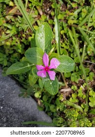 Rosy Periwinkle In Sun After Rain