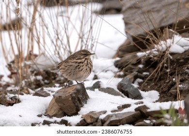 Rosy pipit (Anthus roseatus) in Snow Fall
