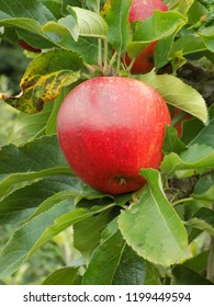 Rosy Red Apple In A Kentish Apple Orchard Uk