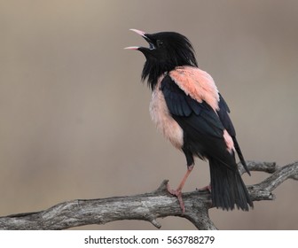 Rosy Starling
