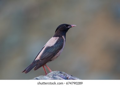 Rosy Starling