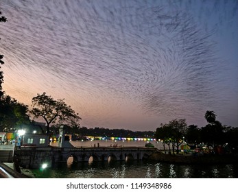 Rosy Starling Murmuration (Before Roostng) Over Kankaria Lake At World Heritage City Of Ahmedabad, India (Using Long Exposure)