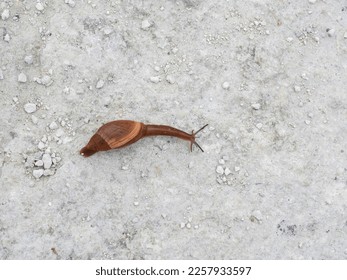 Rosy wolfsnail in the Lake Apopka Wildlife Refuge - Shutterstock ID 2257933597