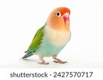 Rosy-faced lovebird, agapornis roseicollis, also known as the peach-faced lovebird against white background