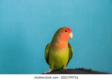 The rosy-faced lovebird (Agapornis roseicollis) sits on a cage