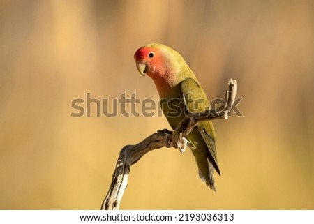 Rosy-faced lovebird on a natural perch near a water point in early morning light