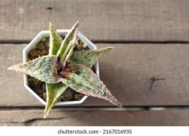 Rot In An Aloe Plant Is Caused By A Mite That Eats Up The Sap, Damaging It From The Inside.