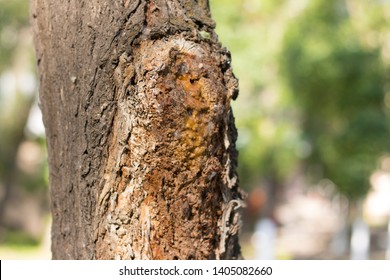 rot comes from wood. close view of the trunk of a sick tree. Rot. Infected tree. Disease, Protection of trees.