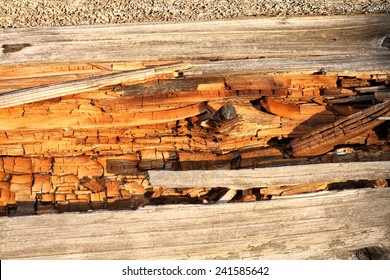 Rot On Dead Wood, Natural Textured Detail On Spruce Trunk