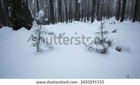 Rotating camera in winter forest. Media. Look around you in wild forest among tall trees and snowdrifts in winter. Small fir trees in winter wild forest