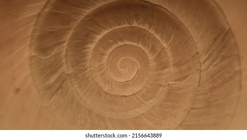 Rotating Close Up Of Gastropod Shell