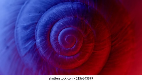 Rotating Close Up Of Gastropod Shell