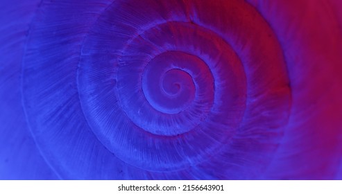 Rotating Close Up Of Gastropod Shell