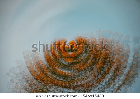 Similar – close up a fern leaf with blur