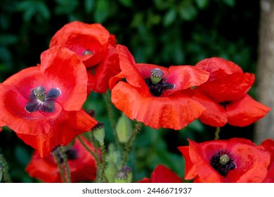 Roter Mohn Blüten in einem Garten
