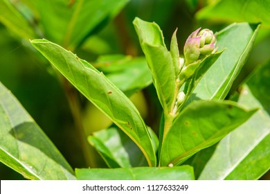 Rotheca serrata (blue fountain bush, blue-flowered glory tree, beetle killer) ; A bouquet of bud and blossom flowers at the end of the branch. Supported by rounded green fruits & wavy leaves on tree. - Shutterstock ID 1127633249