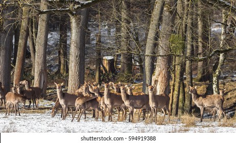 Rothirsch ( Cervus elaphus ) 