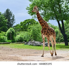 Rothschild Giraffe.