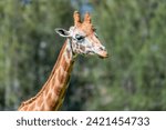 The Rothschild giraffe is an endangered species. All of those living in the wild are in protected areas in Kenya and Uganda.