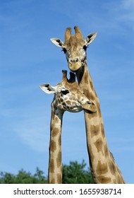 Girafe Humour Photos Et Images De Stock Shutterstock