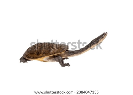 roti island snake necked turtle.Chelodina mccordi  is a critically endangered turtle species from Rote Island in Indonesia. The color of the carapace is a pale grey brown