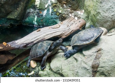 275 Snake Necked Turtle Images, Stock Photos & Vectors | Shutterstock