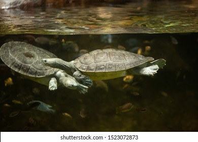 275 Snake Necked Turtle Images, Stock Photos & Vectors | Shutterstock