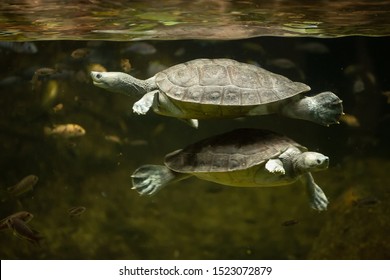 275 Snake Necked Turtle Images, Stock Photos & Vectors | Shutterstock
