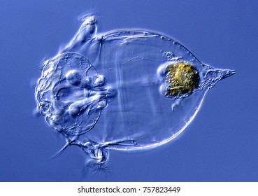 Rotifer On Algae