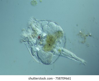 Rotifer In The Water