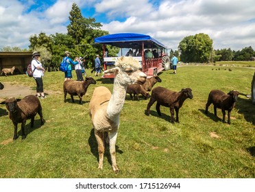 ROTORUA, NEW ZEALAND - FEBRUARY 3, 2019: Agrodome Farm Tour in Rotorua. The Agrodome in Rotorua is a major tourist attraction in New Zealand