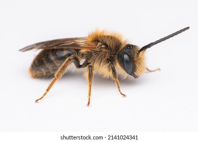 Rotschopfige Sandbiene Andrena Haemorrhoa Auf Hintergrund Stock Photo ...