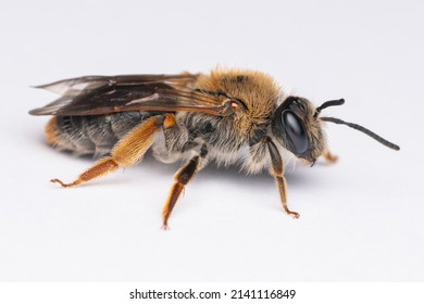 Rotschopfige Sandbiene Andrena Haemorrhoa Auf Hintergrund Stock Photo ...