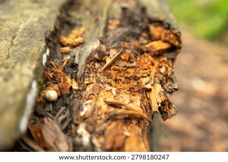 Rotted wood with deep cracks. Decayed texture