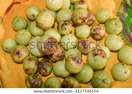 Rotten Amla or Indian gooseberry fruits after harvest. Over ripe fruit rot black spots brown spots fungus molds spoilt damage