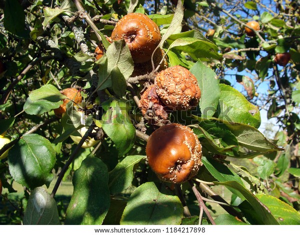 A tree with rotten fruit