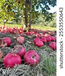 Rotten apple on ground of apple orchard food waste during harvest season during sunhine and daylight