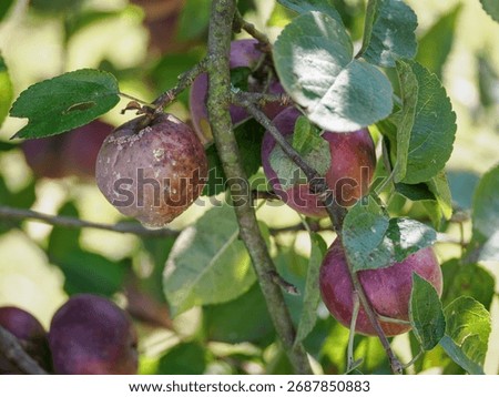 Rotten apple on the tree.