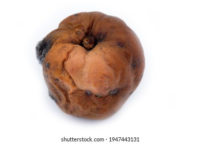 Rotten Apple As Symbol Of Loss Of Health, Lack Of Integrity, Lose Virginity, Senescence. Old Paris Gives Apple To Old Aphrodite, But Goddess Is Always Rejuvenated (skin Resurfacing Concept)