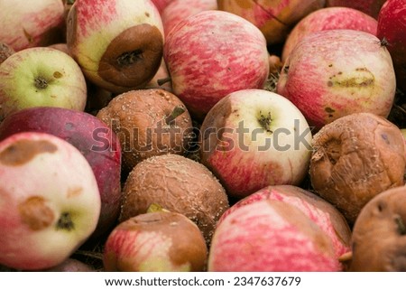 Rotten apples. Fallen rotten apples. Rotten apples like thrown garbage 商業照片 © 