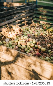 Rotten Apples On A Compost Heap