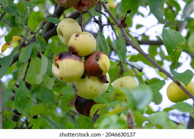 Rotten Apples On A Fruit Tree. Diseases Of Trees. Bacteria. Scab And Rot Of Fruit Trees.